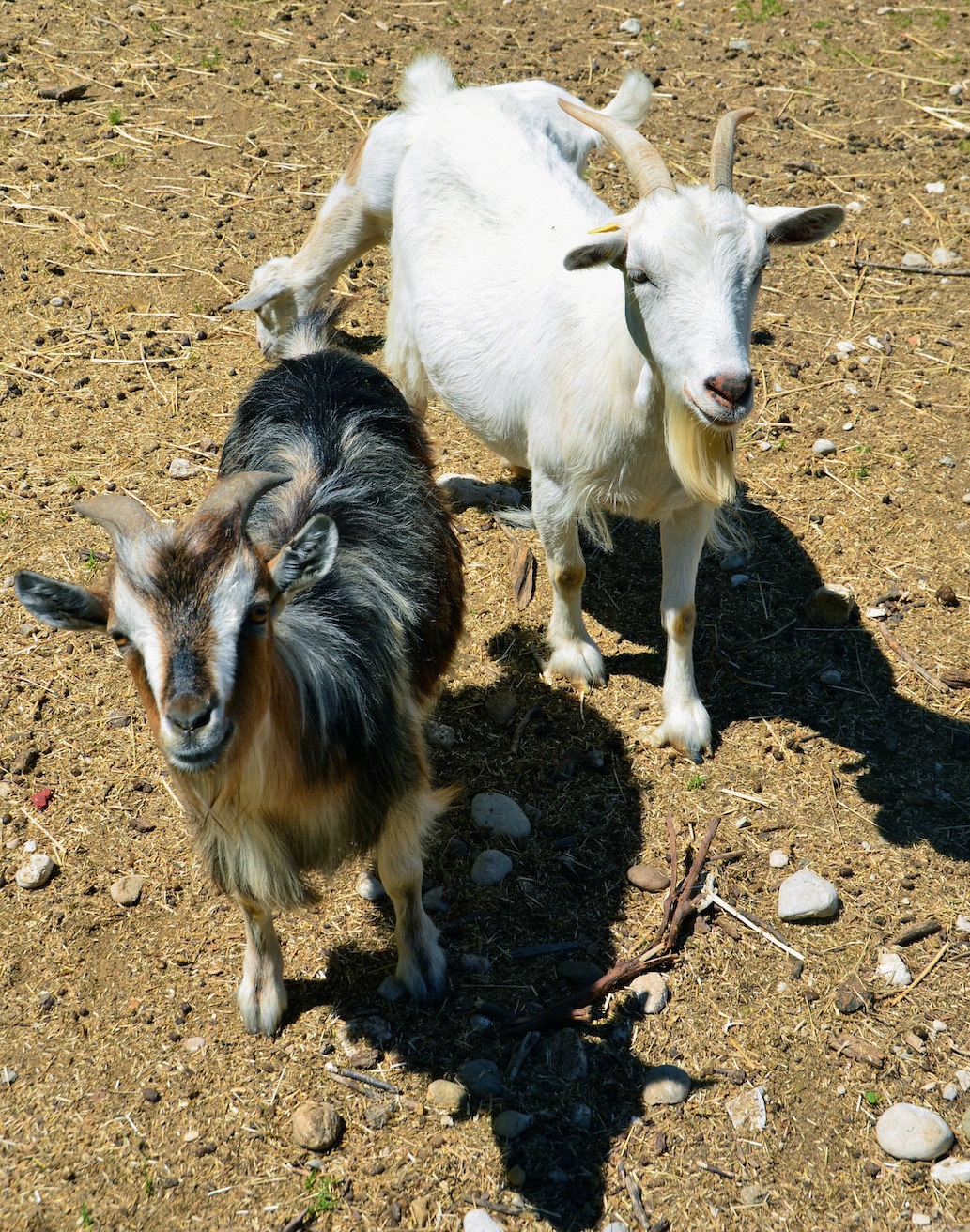 AGRITURISMO LA MONTINA