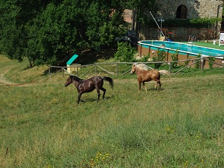 PODERE TREMULINI