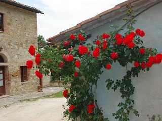 PODERE TREMULINI