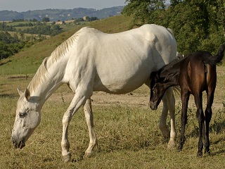 AGRITURISMO IL FELCINO